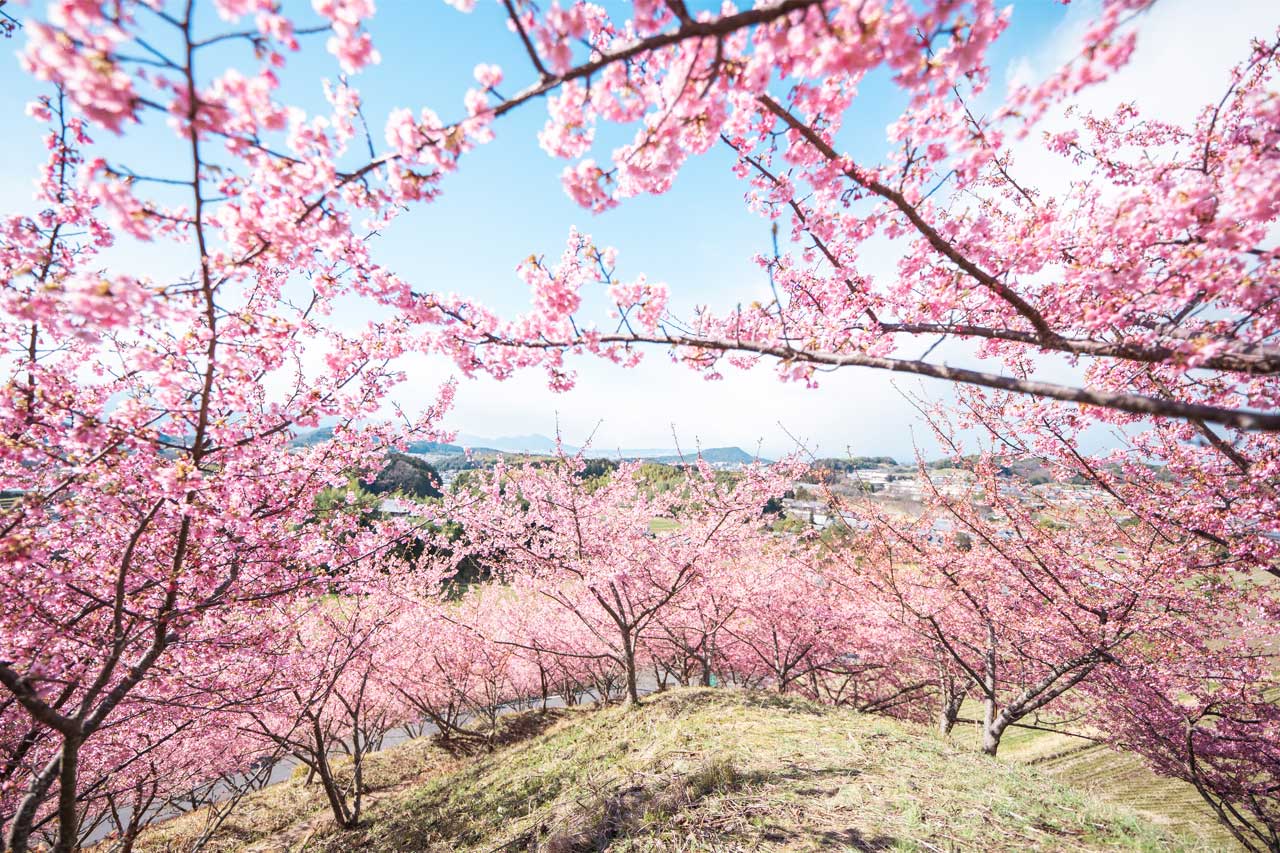 明日香村の桜